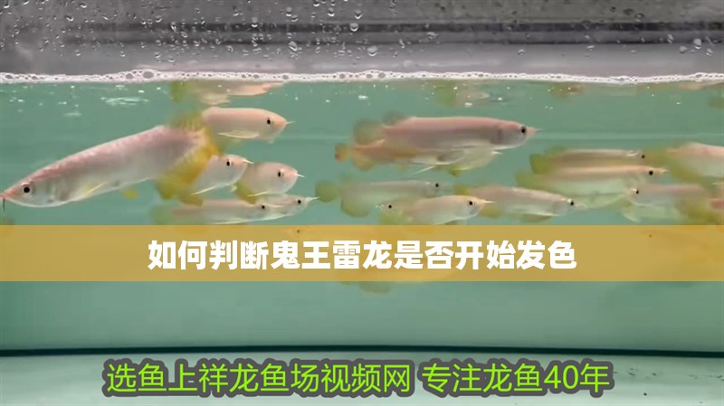 如何判斷鬼王雷龍是否開始發色