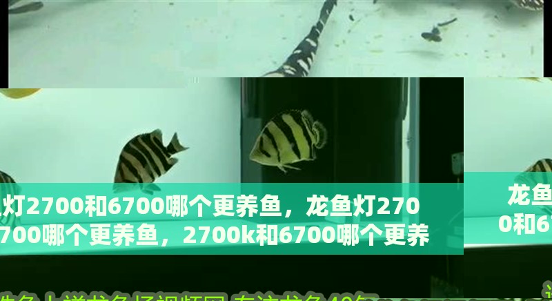 龍魚燈2700和6700哪個更養(yǎng)魚，龍魚燈2700和6700哪個更養(yǎng)魚，2700k和6700哪個更養(yǎng)魚