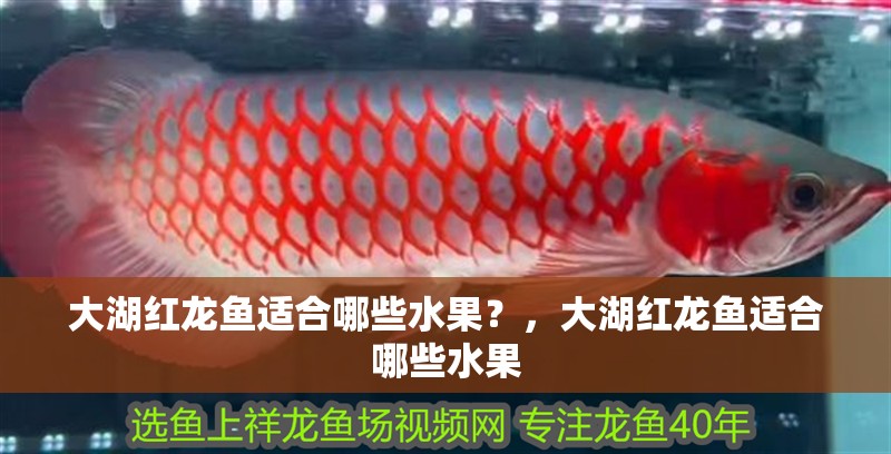 大湖紅龍魚適合哪些水果？，大湖紅龍魚適合哪些水果