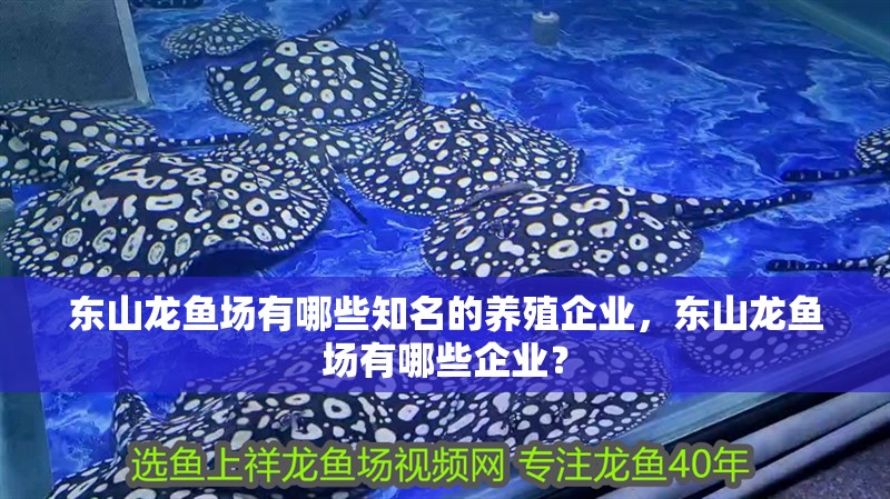 東山龍魚(yú)場(chǎng)有哪些知名的養(yǎng)殖企業(yè)，東山龍魚(yú)場(chǎng)有哪些企業(yè)？