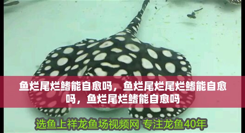 魚爛尾爛鰭能自愈嗎，魚爛尾爛尾爛鰭能自愈嗎，魚爛尾爛鰭能自愈嗎