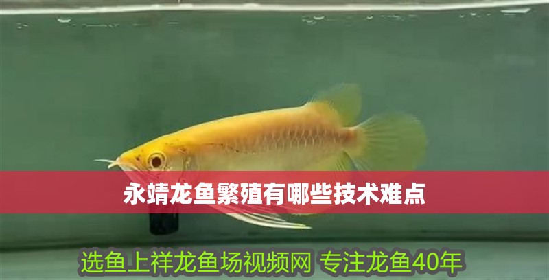 永靖龍魚繁殖有哪些技術難點