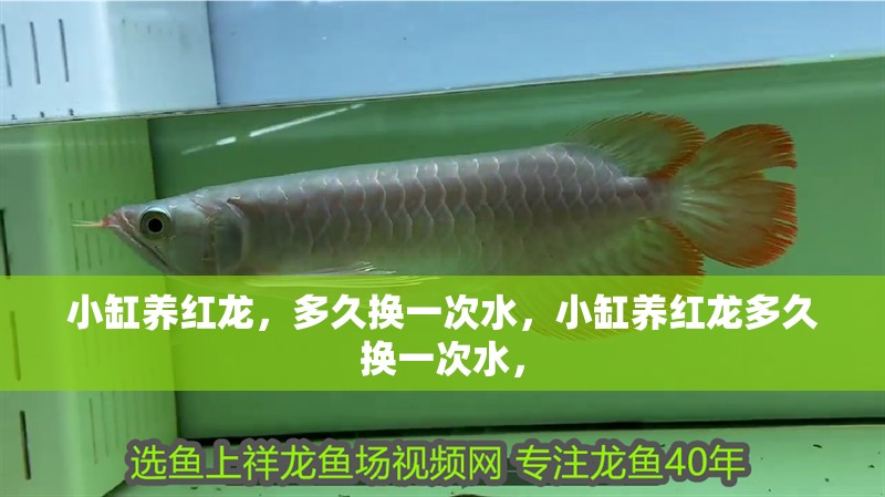小缸養紅龍，多久換一次水，小缸養紅龍多久換一次水，