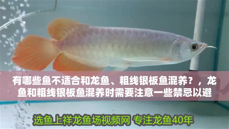 有哪些魚不適合和龍魚、粗線銀板魚混養？，龍魚和粗線銀板魚混養時需要注意一些禁忌以避免對魚類健康造成不利影響