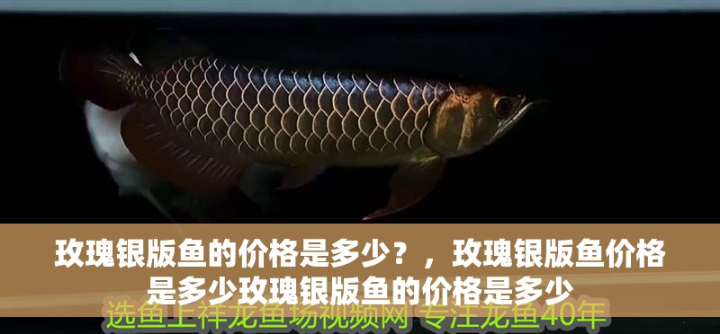 玫瑰銀版魚(yú)的價(jià)格是多少？，玫瑰銀版魚(yú)價(jià)格是多少玫瑰銀版魚(yú)的價(jià)格是多少