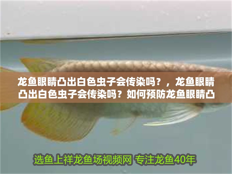 龍魚眼睛凸出白色蟲子會傳染嗎？，龍魚眼睛凸出白色蟲子會傳染嗎？如何預(yù)防龍魚眼睛凸出