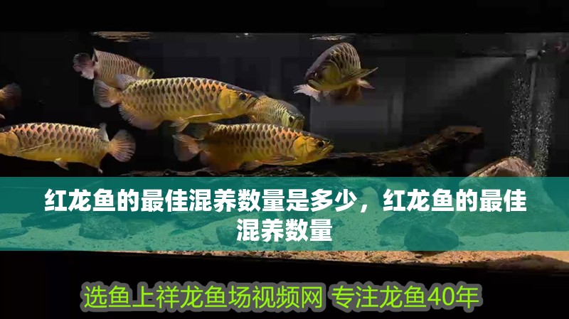 紅龍魚的最佳混養數量是多少，紅龍魚的最佳混養數量
