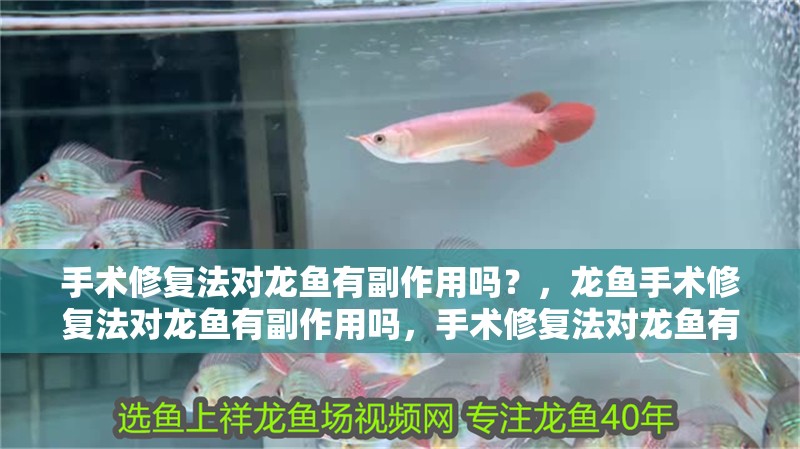 手術修復法對龍魚有副作用嗎？，龍魚手術修復法對龍魚有副作用嗎，手術修復法對龍魚有副作用嗎