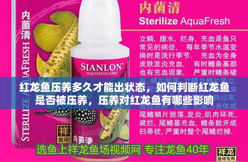 紅龍魚壓養多久才能出狀態，如何判斷紅龍魚是否被壓養，壓養對紅龍魚有哪些影響