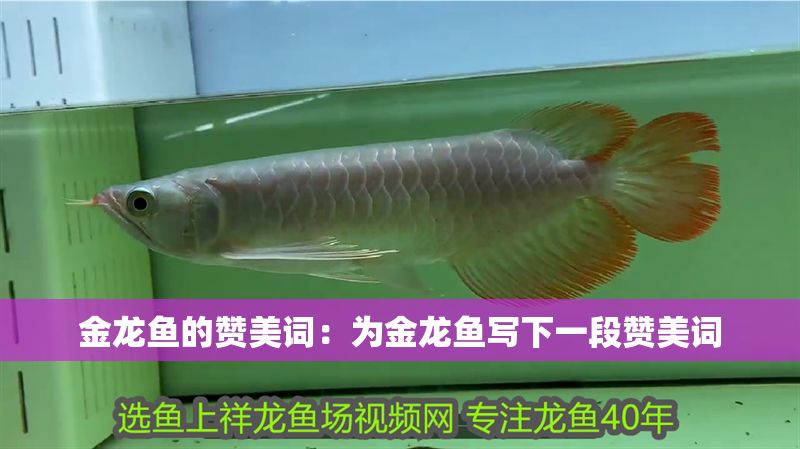 金龍魚的贊美詞：為金龍魚寫下一段贊美詞