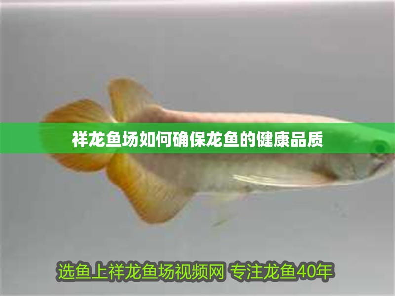 祥龍魚場如何確保龍魚的健康品質