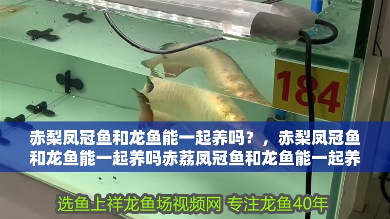 赤梨鳳冠魚和龍魚能一起養嗎？，赤梨鳳冠魚和龍魚能一起養嗎赤荔鳳冠魚和龍魚能一起養嗎