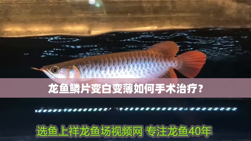 龍魚鱗片變白變薄如何手術(shù)治療？