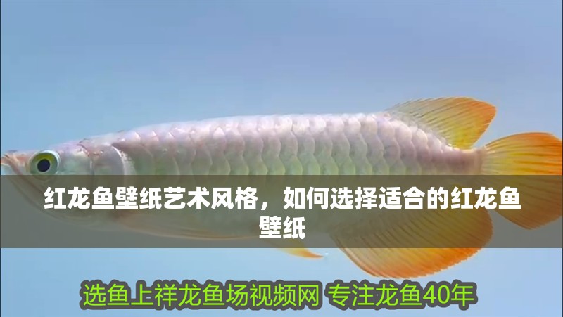 紅龍魚壁紙藝術風格，如何選擇適合的紅龍魚壁紙