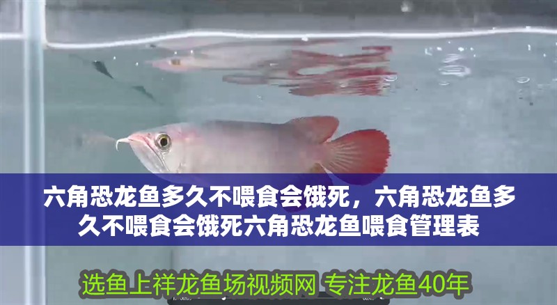 六角恐龍魚多久不喂食會餓死，六角恐龍魚多久不喂食會餓死六角恐龍魚喂食管理表