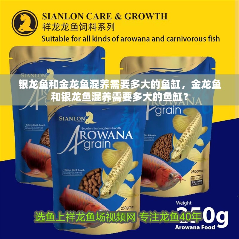 銀龍魚和金龍魚混養需要多大的魚缸，金龍魚和銀龍魚混養需要多大的魚缸？