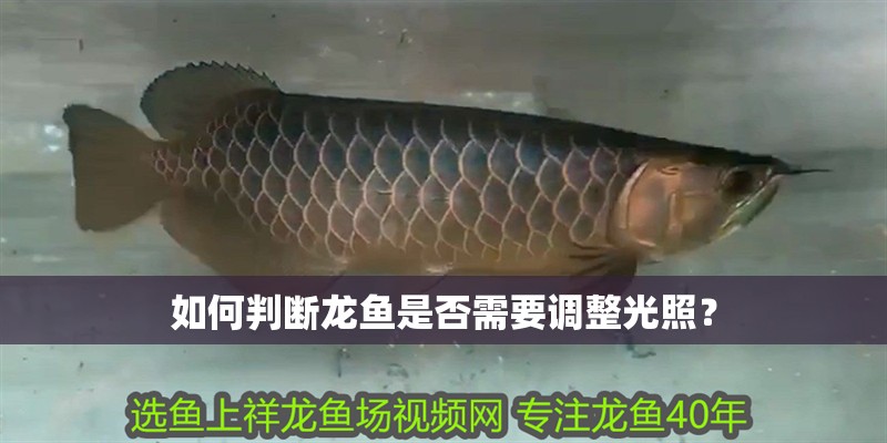 如何判斷龍魚是否需要調整光照？