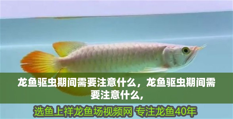 龍魚驅蟲期間需要注意什么，龍魚驅蟲期間需要注意什么,