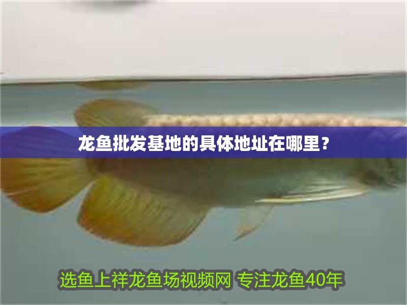 龍魚批發基地的具體地址在哪里？