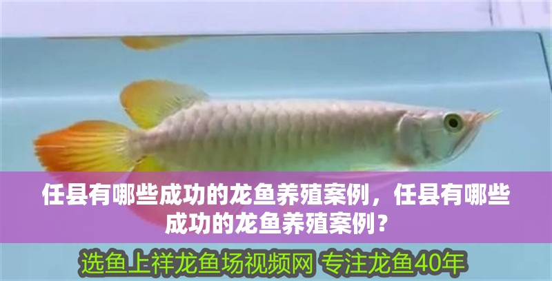 任縣有哪些成功的龍魚養殖案例，任縣有哪些成功的龍魚養殖案例？