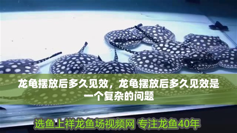 龍龜擺放后多久見效，龍龜擺放后多久見效是一個復雜的問題