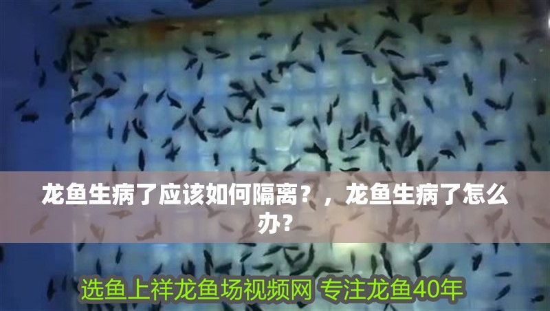 龍魚生病了應該如何隔離？，龍魚生病了怎么辦？