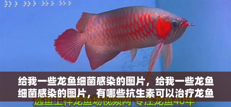 給我一些龍魚細菌感染的圖片，給我一些龍魚細菌感染的圖片，有哪些抗生素可以治療龍魚細菌感染