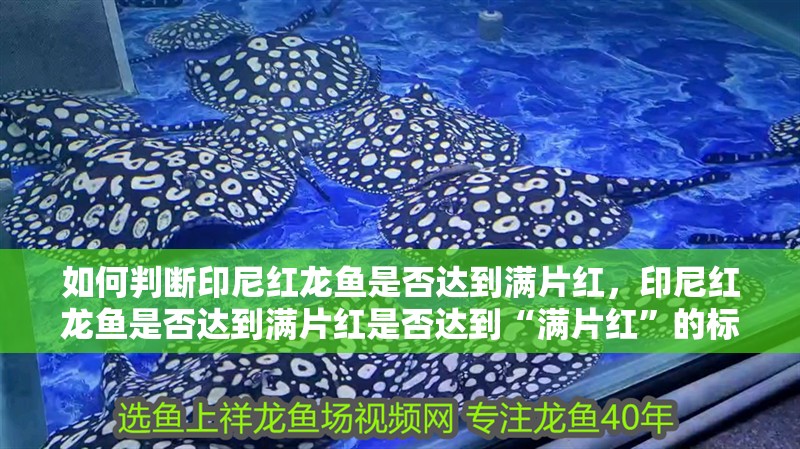 如何判斷印尼紅龍魚是否達到滿片紅，印尼紅龍魚是否達到滿片紅是否達到“滿片紅”的標準