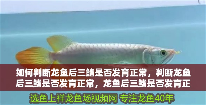 如何判斷龍魚后三鰭是否發(fā)育正常，判斷龍魚后三鰭是否發(fā)育正常，龍魚后三鰭是否發(fā)育正常