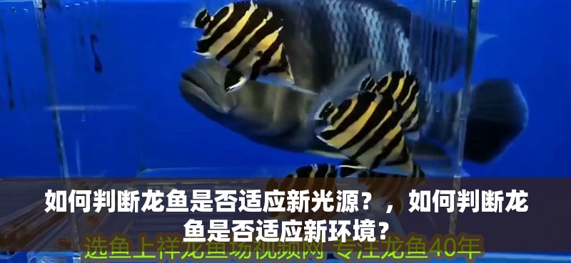 如何判斷龍魚是否適應新光源？，如何判斷龍魚是否適應新環境？