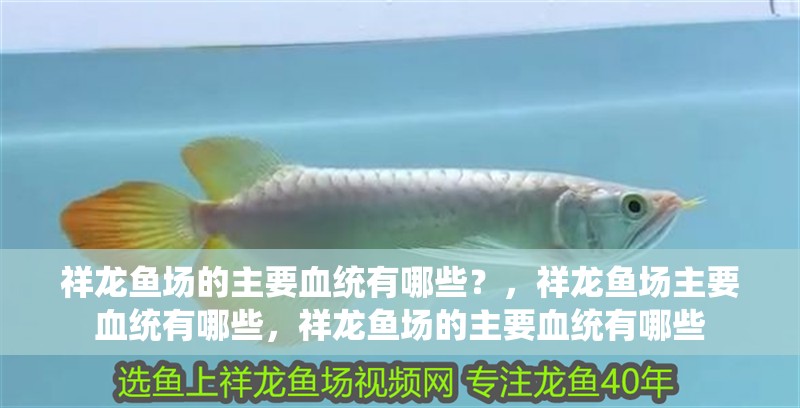 祥龍魚(yú)場(chǎng)的主要血統(tǒng)有哪些？，祥龍魚(yú)場(chǎng)主要血統(tǒng)有哪些，祥龍魚(yú)場(chǎng)的主要血統(tǒng)有哪些