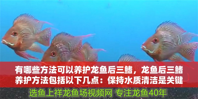 有哪些方法可以養護龍魚后三鰭，龍魚后三鰭養護方法包括以下幾點：保持水質清潔是關鍵