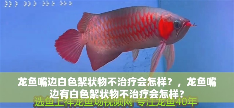 龍魚嘴邊白色絮狀物不治療會怎樣？，龍魚嘴邊有白色絮狀物不治療會怎樣？