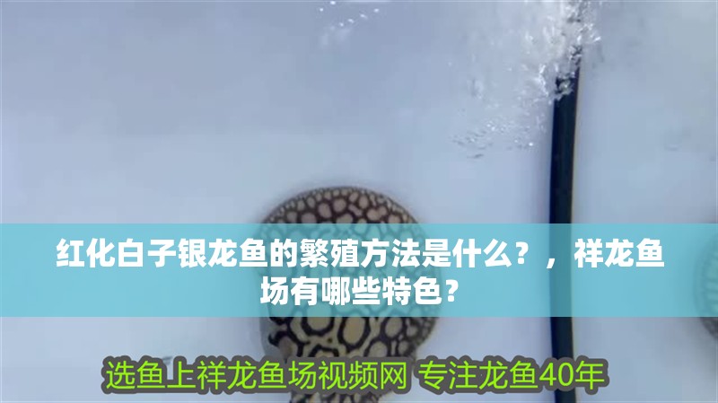 紅化白子銀龍魚的繁殖方法是什么？，祥龍魚場有哪些特色？