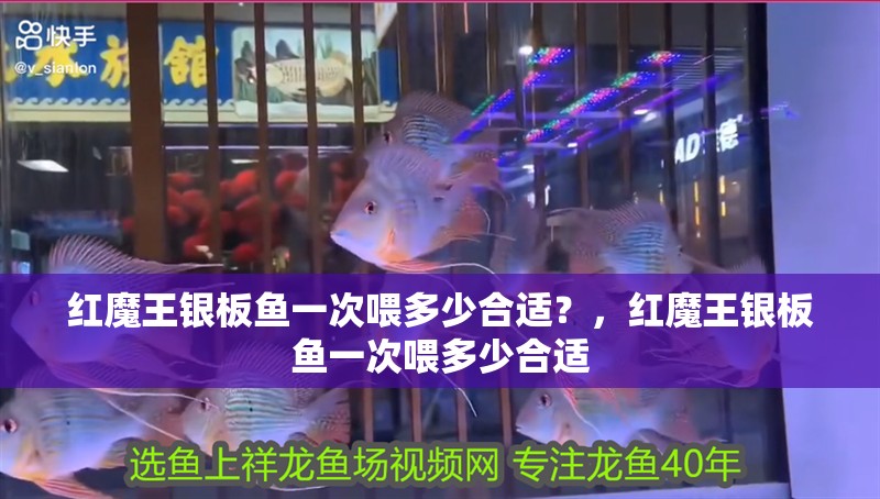紅魔王銀板魚一次喂多少合適？，紅魔王銀板魚一次喂多少合適