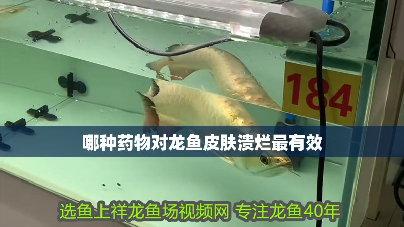 哪種藥物對龍魚皮膚潰爛最有效