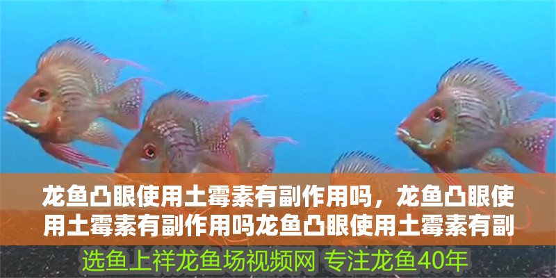 龍魚凸眼使用土霉素有副作用嗎，龍魚凸眼使用土霉素有副作用嗎龍魚凸眼使用土霉素有副作用嗎