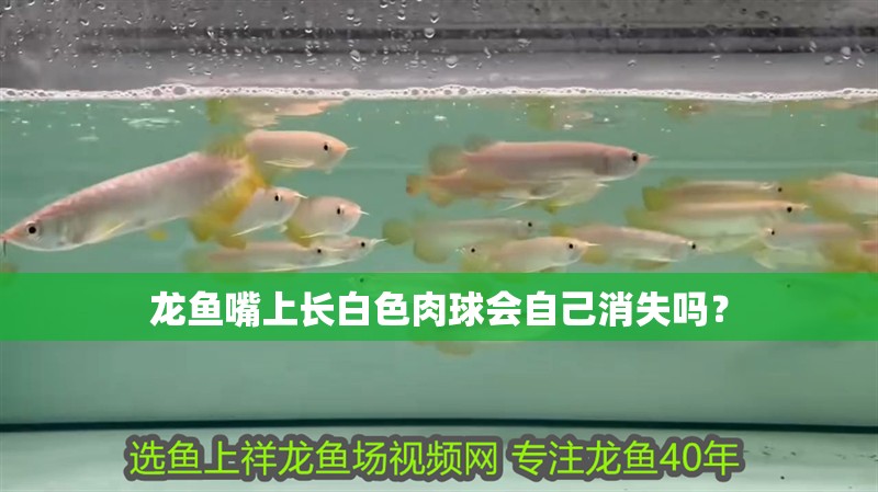龍魚(yú)嘴上長(zhǎng)白色肉球會(huì)自己消失嗎？