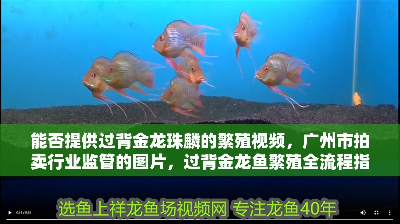 能否提供過背金龍珠麟的繁殖視頻，廣州市拍賣行業監管的圖片，過背金龍魚繁殖全流程指南