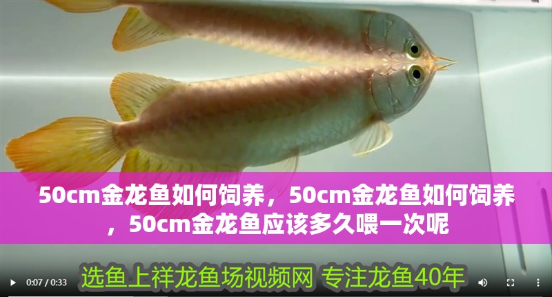 50cm金龍魚如何飼養(yǎng)，50cm金龍魚如何飼養(yǎng)，50cm金龍魚應(yīng)該多久喂一次呢