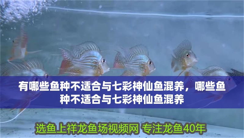 有哪些魚種不適合與七彩神仙魚混養(yǎng)，哪些魚種不適合與七彩神仙魚混養(yǎng)