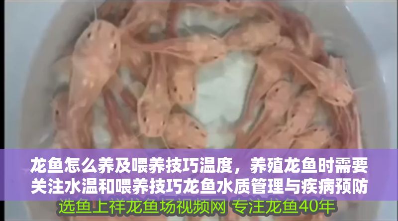 龍魚怎么養及喂養技巧溫度，養殖龍魚時需要關注水溫和喂養技巧龍魚水質管理與疾病預防技巧