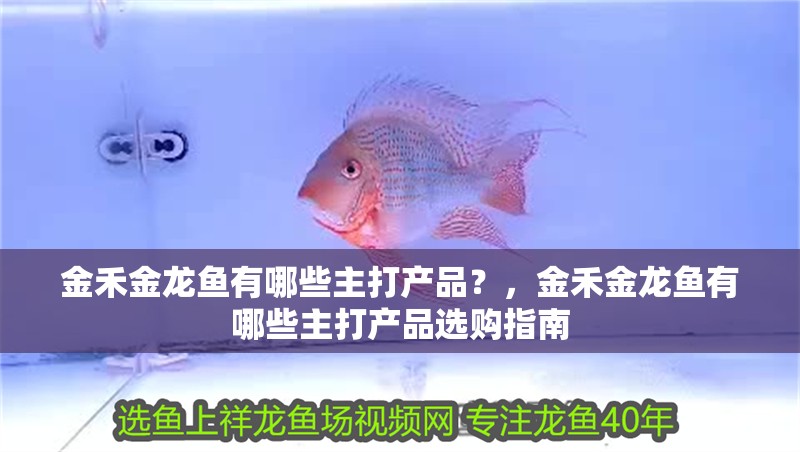 金禾金龍魚有哪些主打產品？，金禾金龍魚有哪些主打產品選購指南