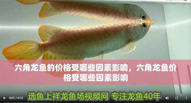 六角龍魚的價格受哪些因素影響，六角龍魚價格受哪些因素影響