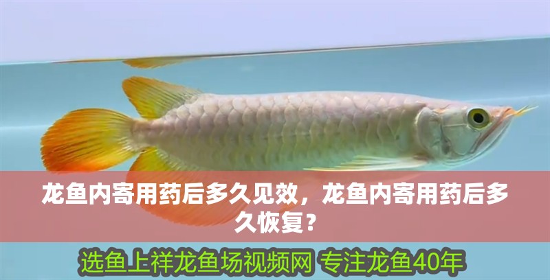 龍魚內(nèi)寄用藥后多久見效，龍魚內(nèi)寄用藥后多久恢復(fù)？