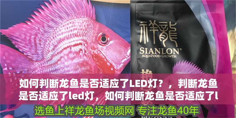 如何判斷龍魚是否適應了LED燈？，判斷龍魚是否適應了led燈，如何判斷龍魚是否適應了led燈