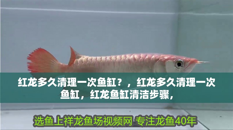紅龍多久清理一次魚缸？，紅龍多久清理一次魚缸，紅龍魚缸清潔步驟，