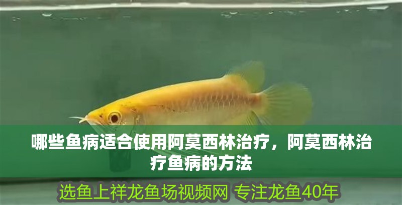 哪些魚病適合使用阿莫西林治療，阿莫西林治療魚病的方法