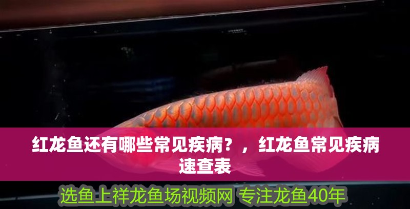 紅龍魚還有哪些常見疾病？，紅龍魚常見疾病速查表