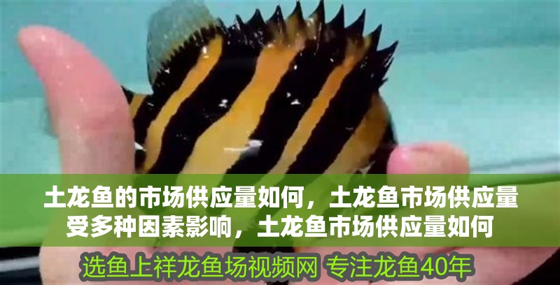 土龍魚的市場供應量如何，土龍魚市場供應量受多種因素影響，土龍魚市場供應量如何
